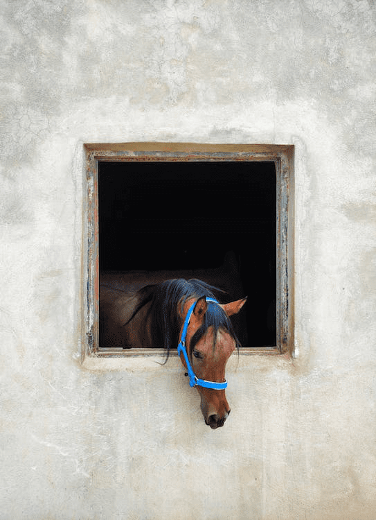 A horse sticking its head out of the stable window