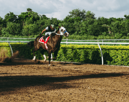 brown horse in a race