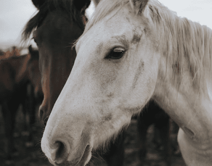 A white and a brown horse in the herd