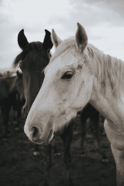 A white and a brown horse in the herd